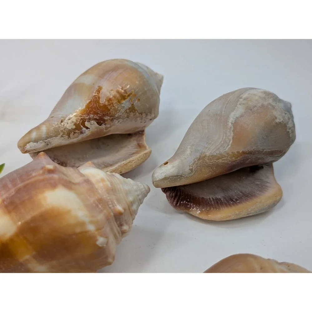 MAUVE LOT 4!🏖️Banded Tulip Sea Shells Beach Coastal Natural Decor 3